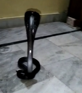 King cobra in house forest department rescued