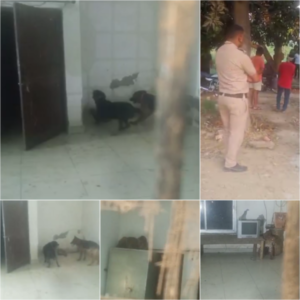 Leopard and dogs fight in Haridwar leopard injured